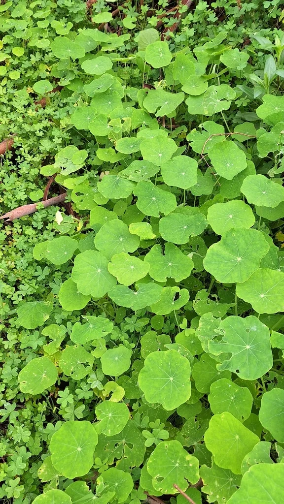 Tropaeolum Majus