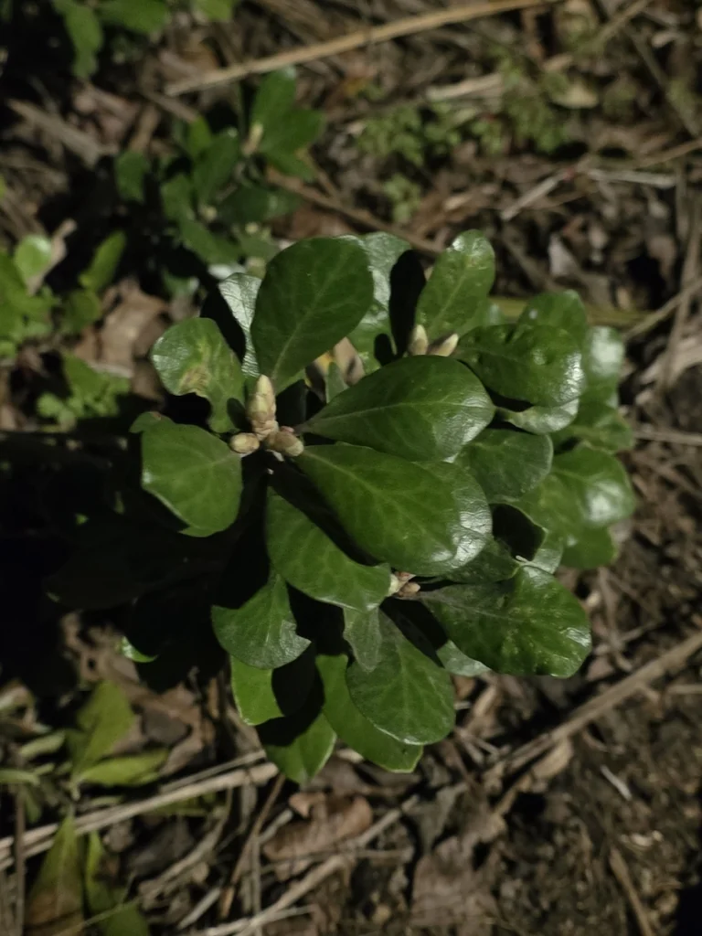 Pittosporum Crassifolium