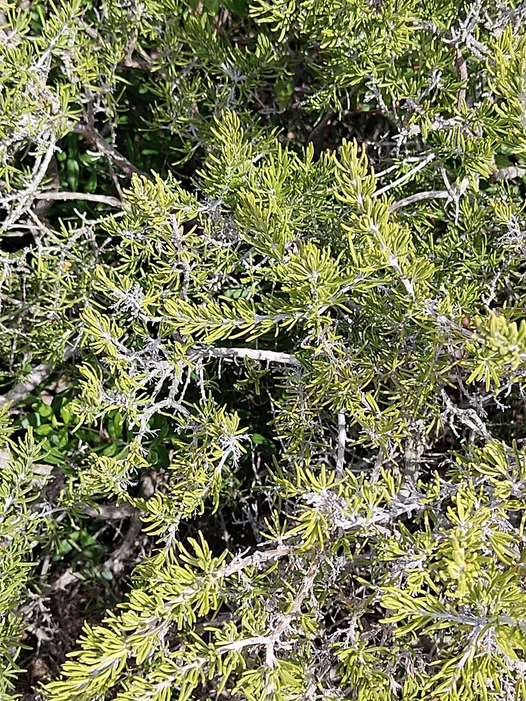 Rosmarinus Officinalis