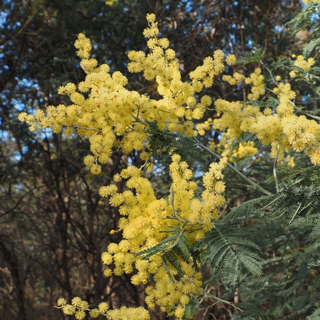 Acacia Dealbata