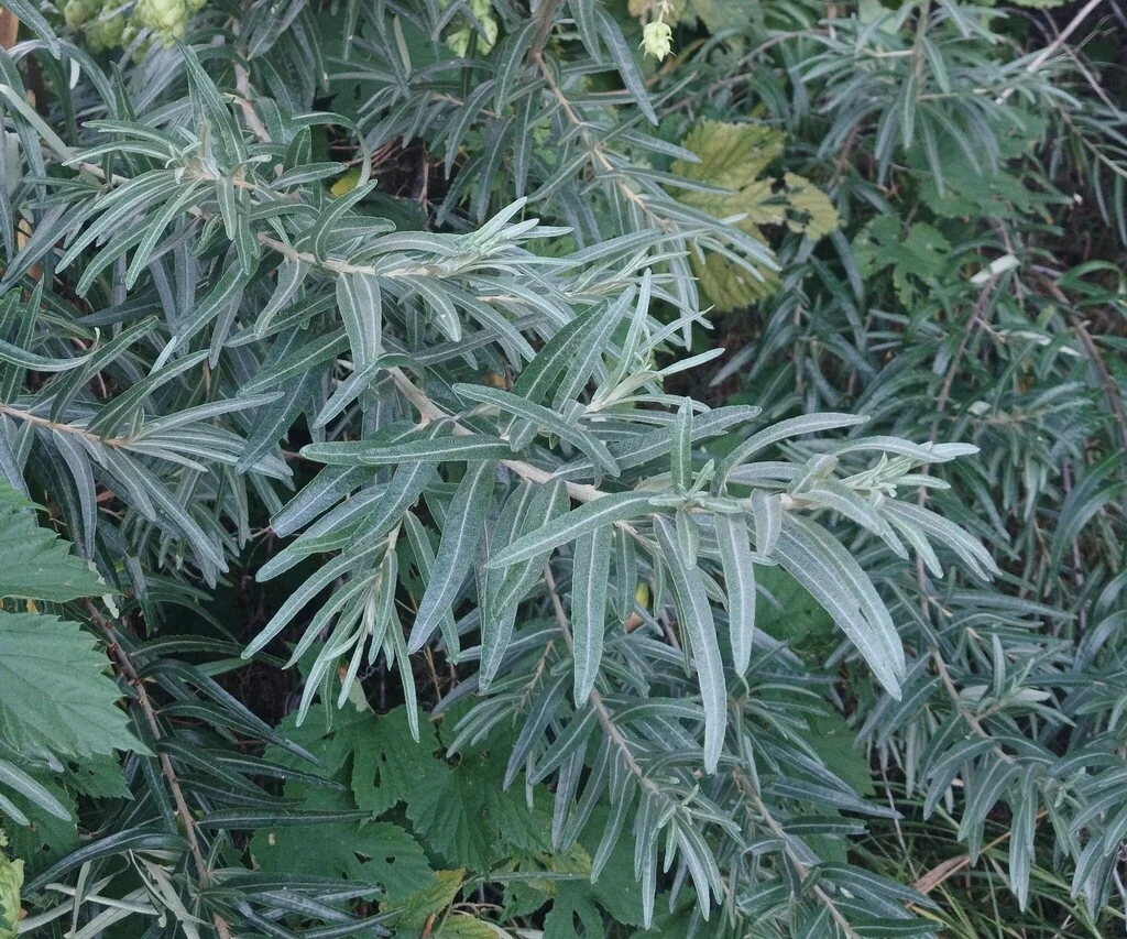 Hippophae Rhamnoides