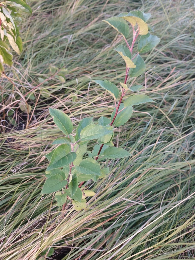 Prunus Domestica