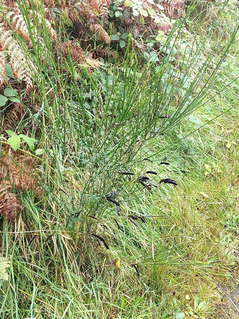 Cytisus Scoparius