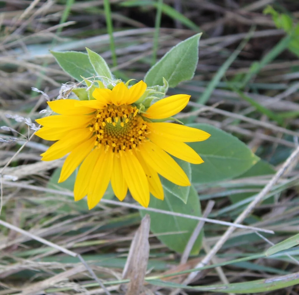 Helianthus Annuus