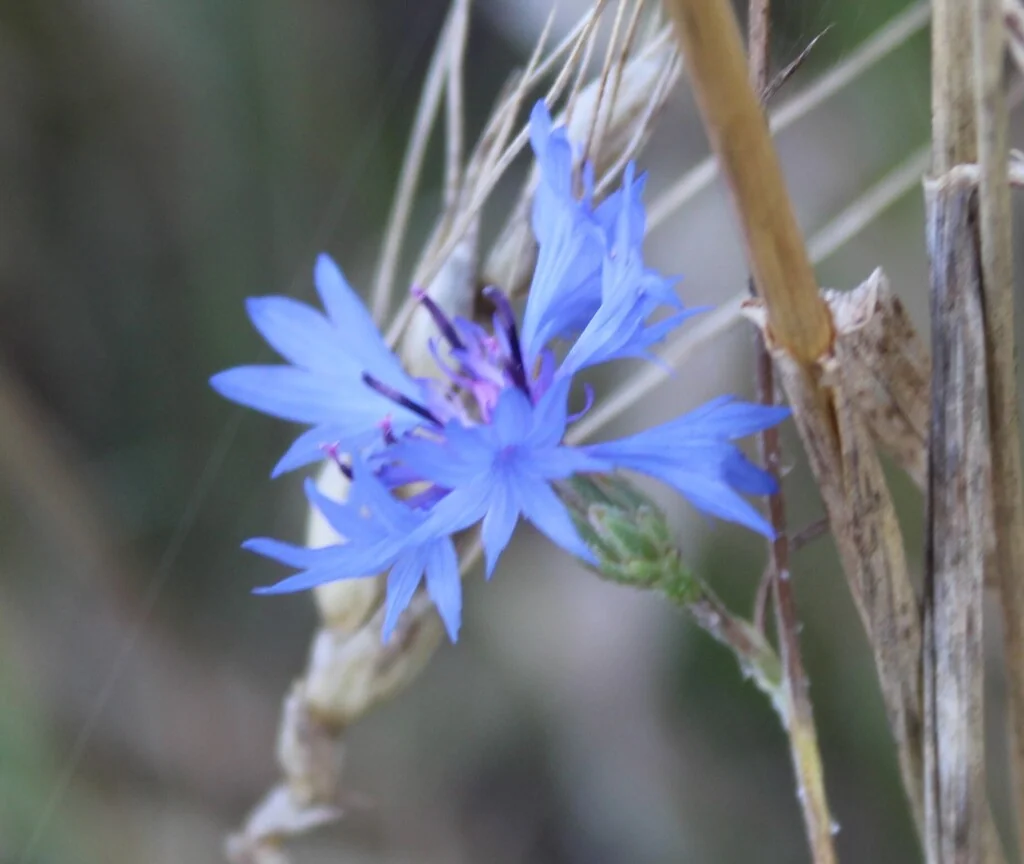 Centaurea Cyanus