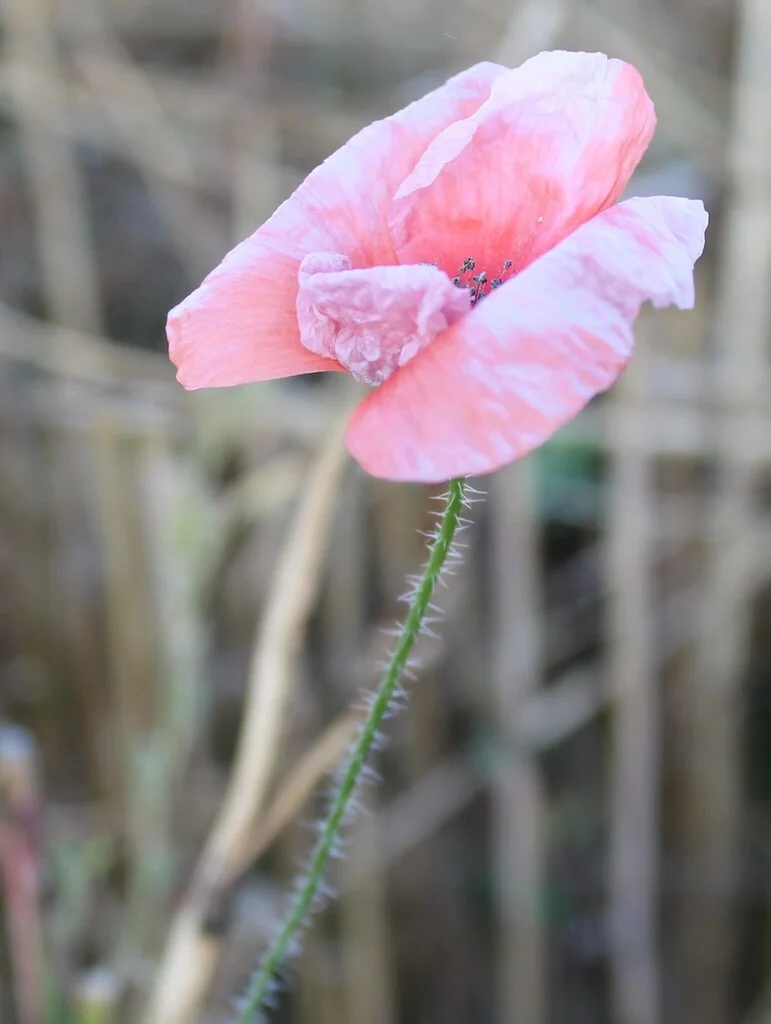 Papaver Rhoeas