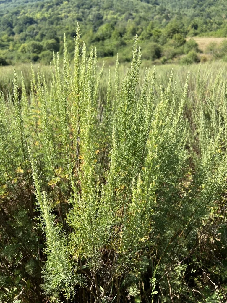 Artemisia Abrotanum