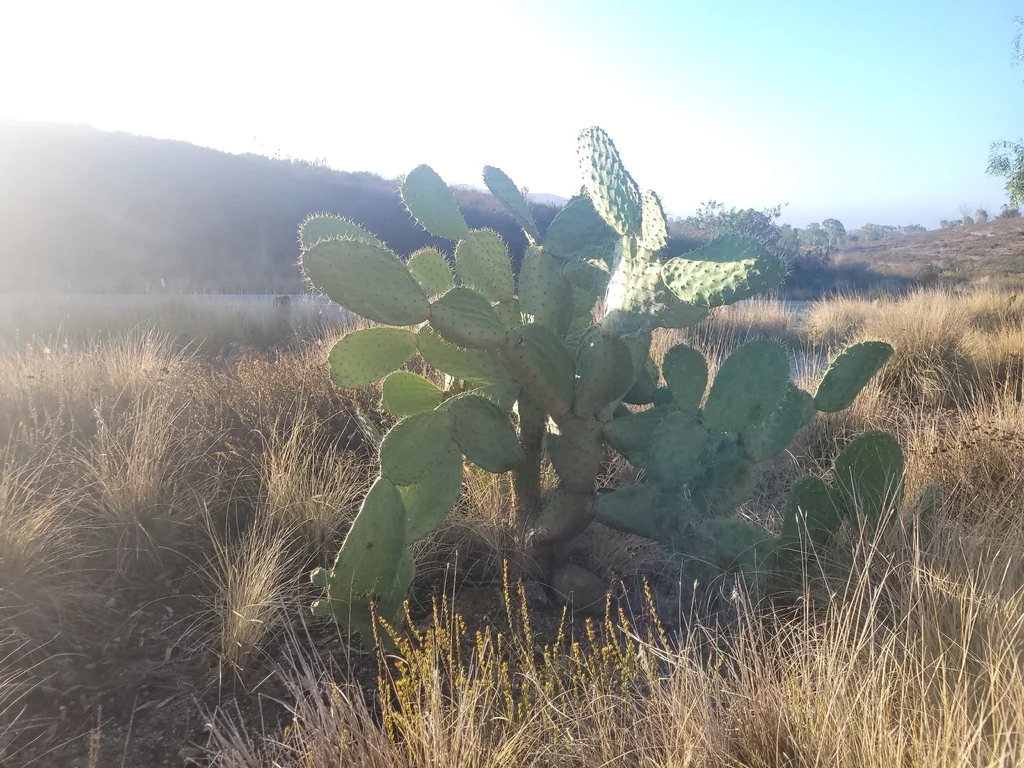 Opuntia Paraguayensis