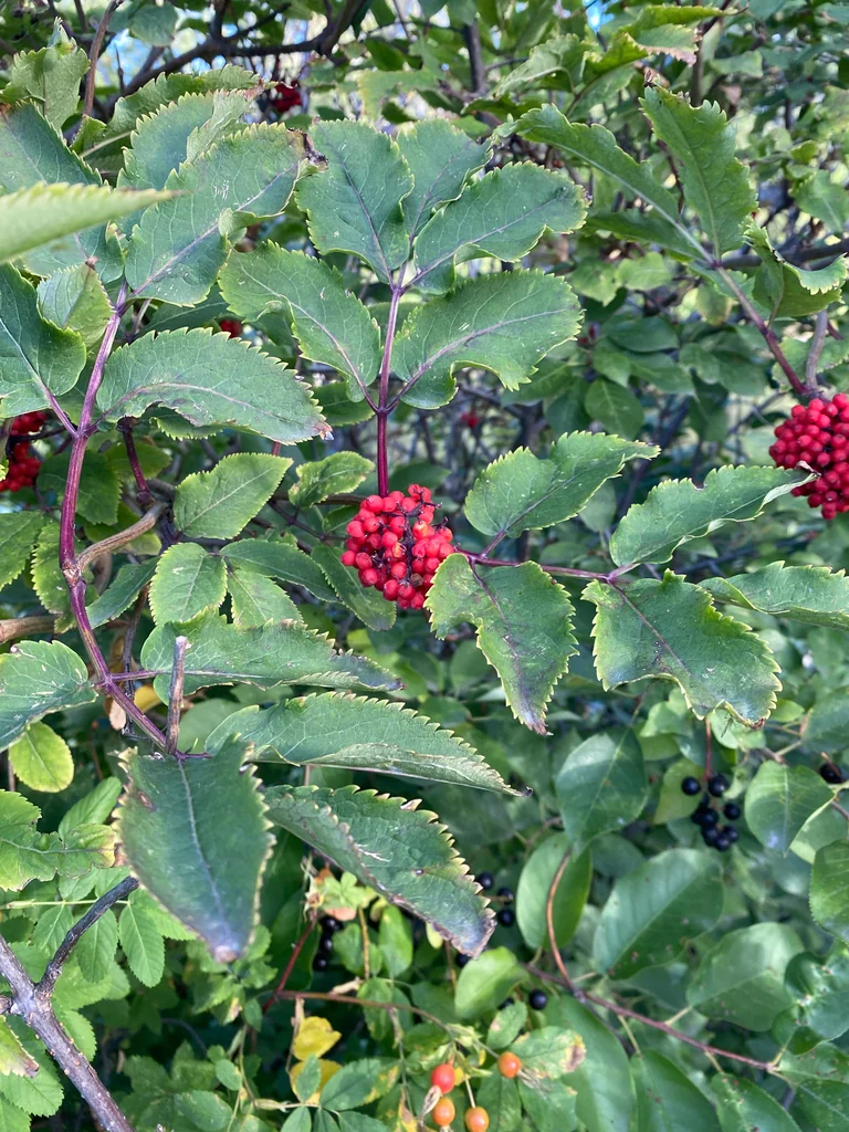 Sambucus Racemosa