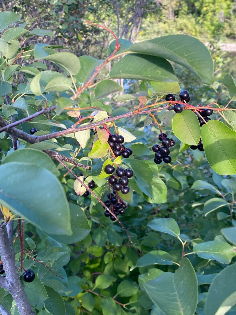 Prunus Virginiana