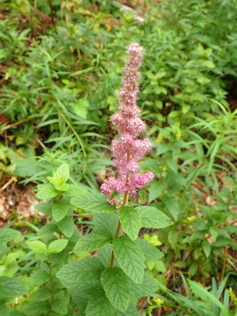 Spiraea Tomentosa