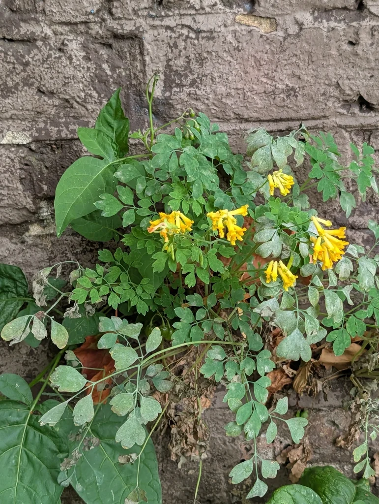 Corydalis Lutea