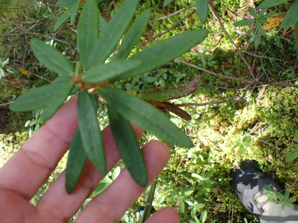 Rhododendron Groenlandicum