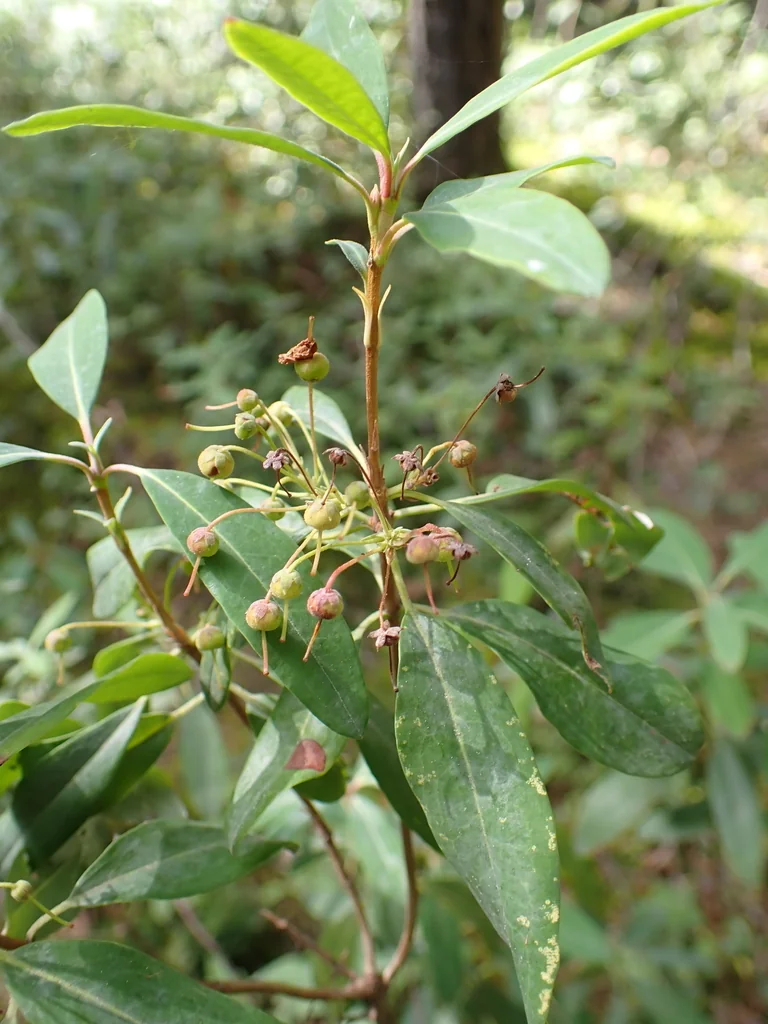 Kalmia Angustifolia