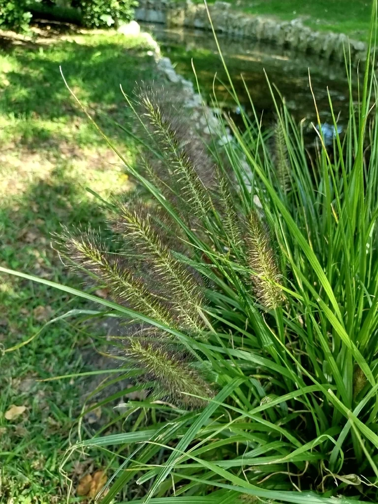 Pennisetum Setaceum
