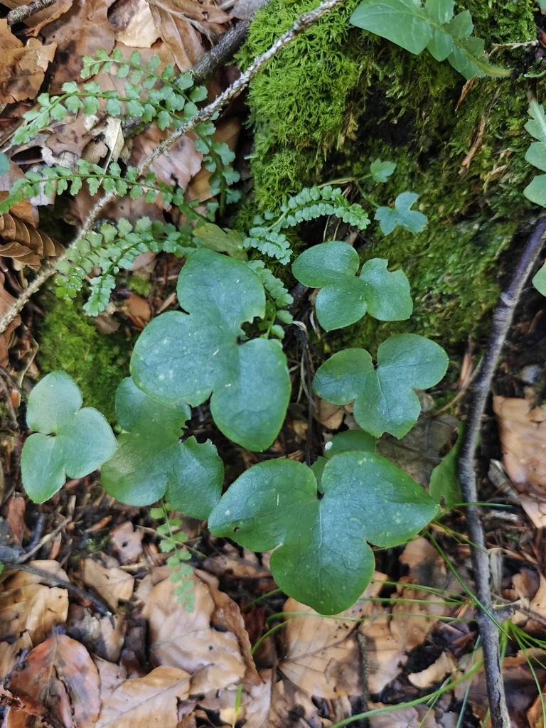 Hepatica Nobilis