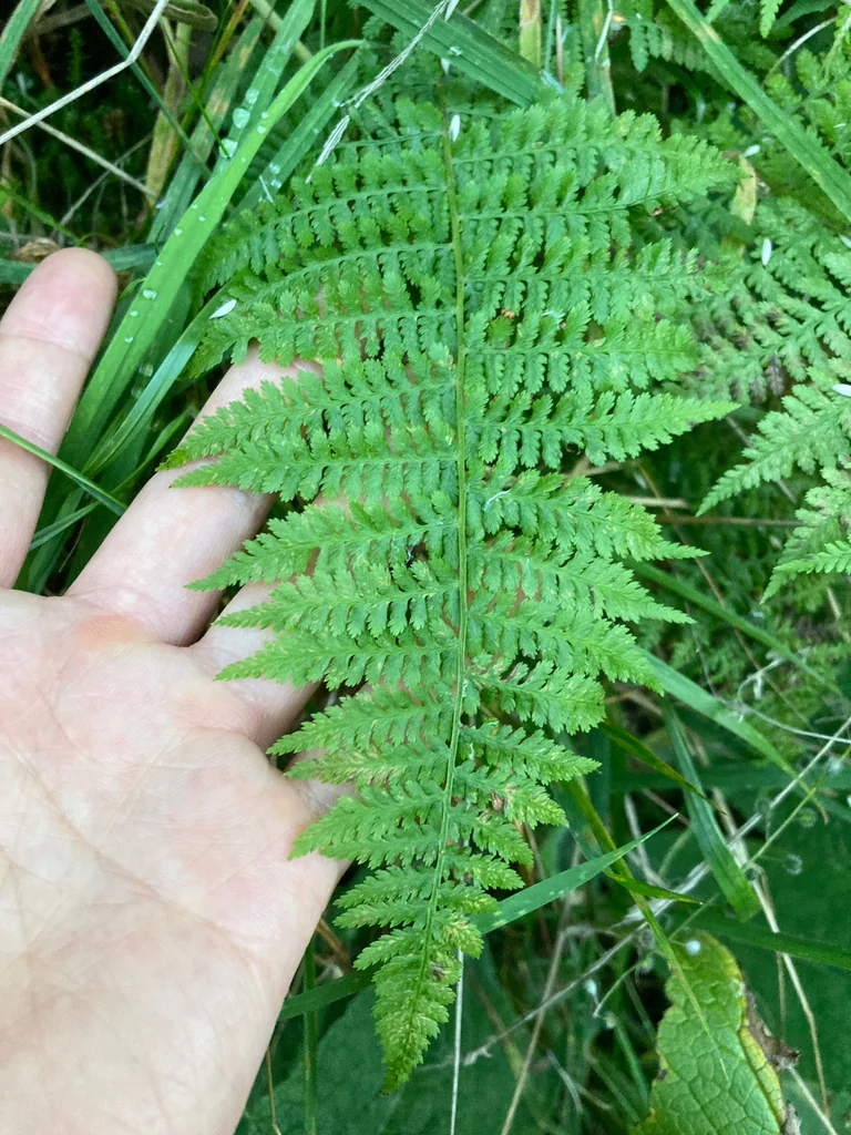 Athyrium filix-femina