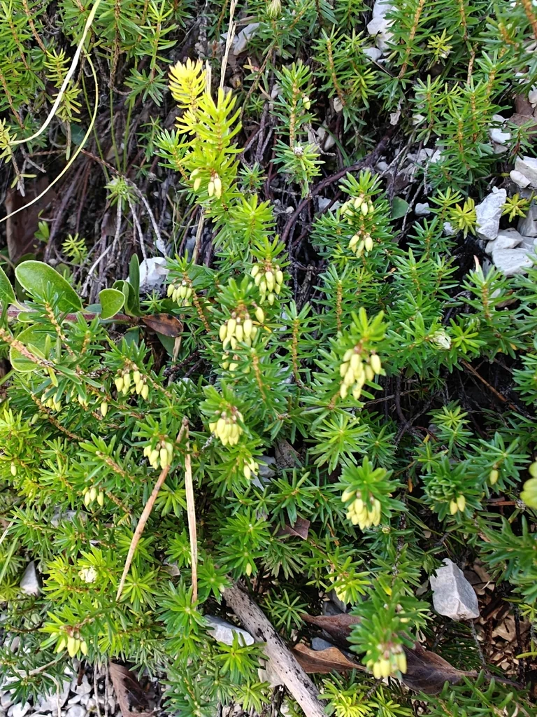 Erica Carnea