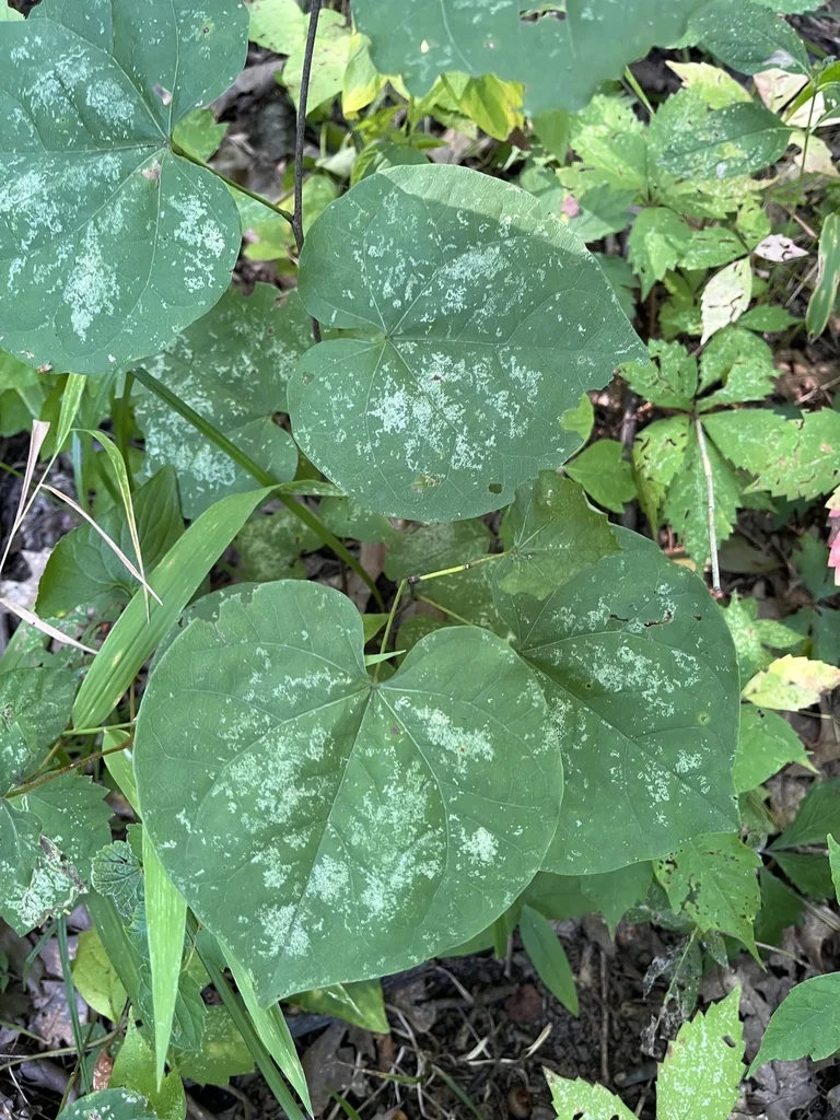 Cercis Canadensis