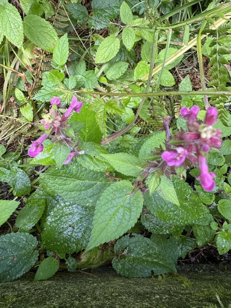 Stachys chamissonis
