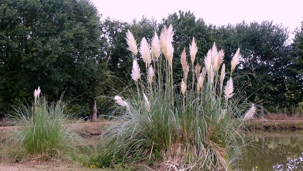 Cortaderia Selloana