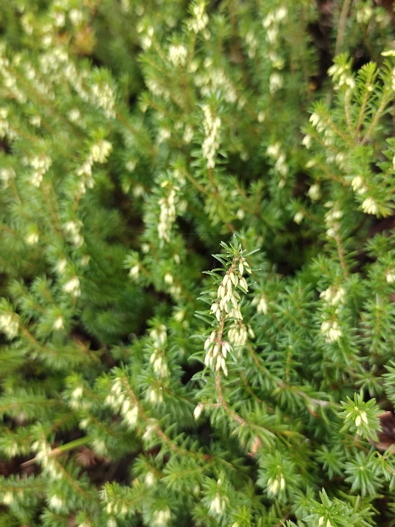 Erica Carnea