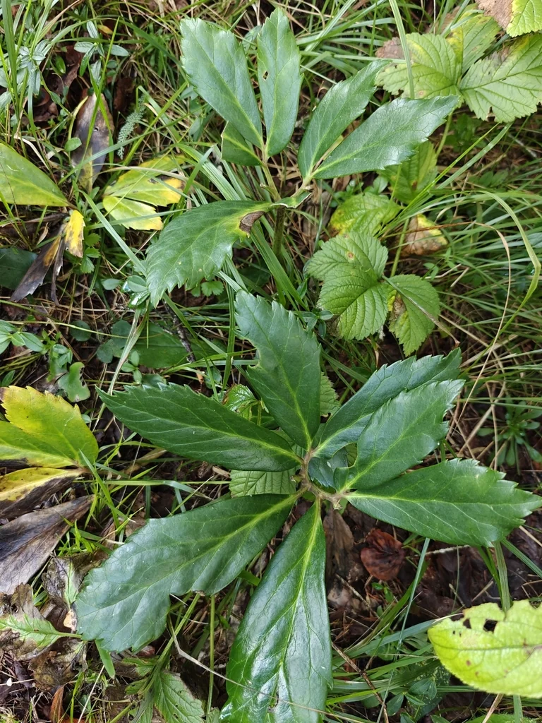 Helleborus Niger