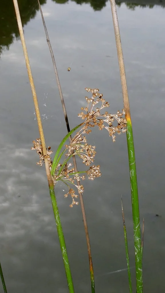Juncus effusus