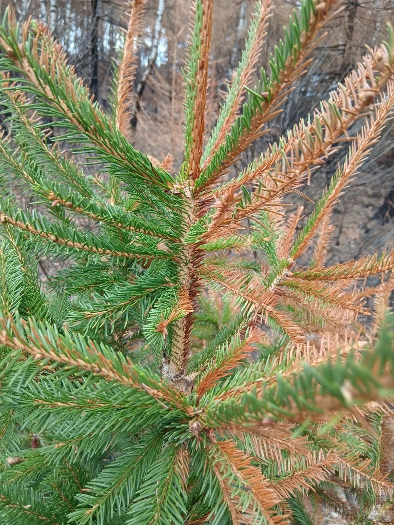 Picea Abies