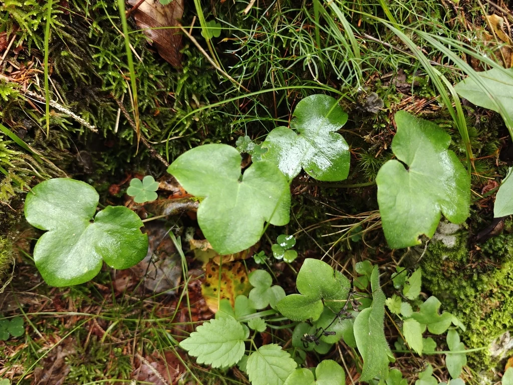 Hepatica Nobilis