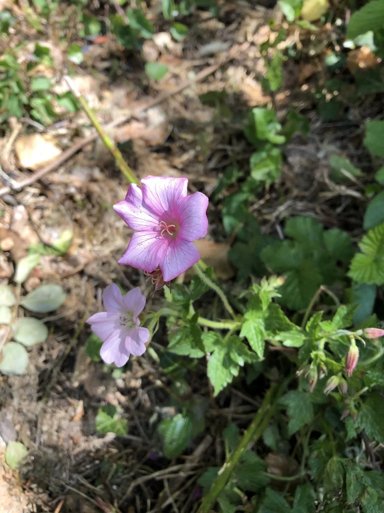 Geranium Endressii