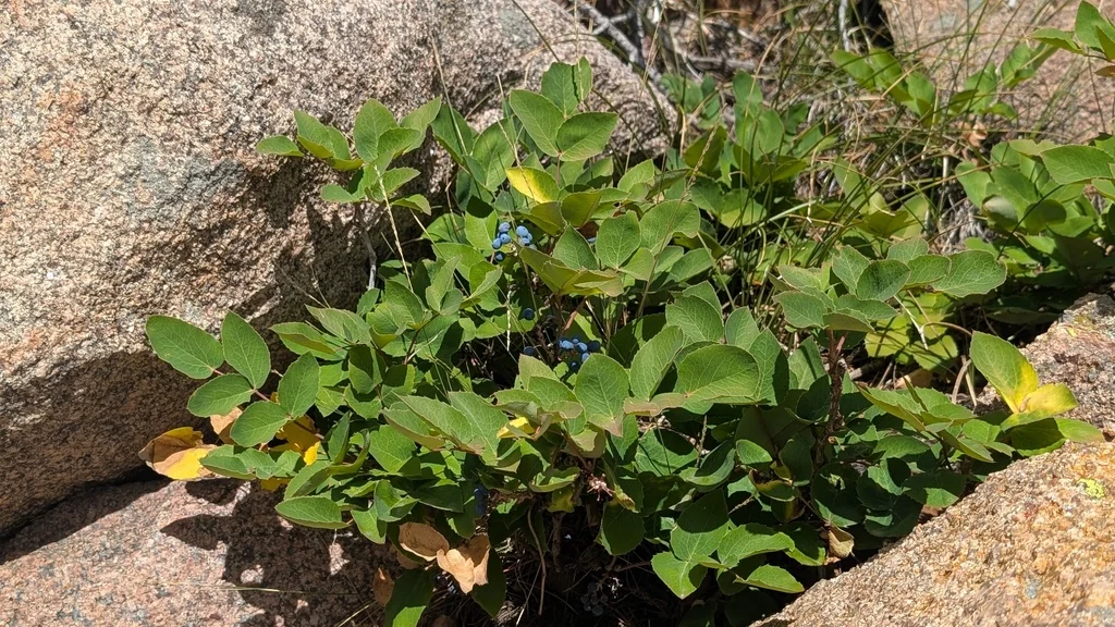 Mahonia Repens
