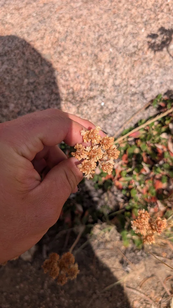 Eriogonum Umbellatum