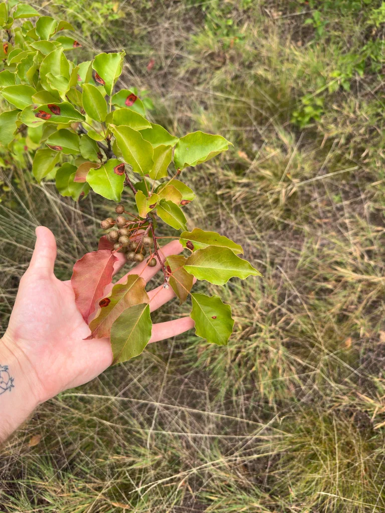 Pyrus Calleryana