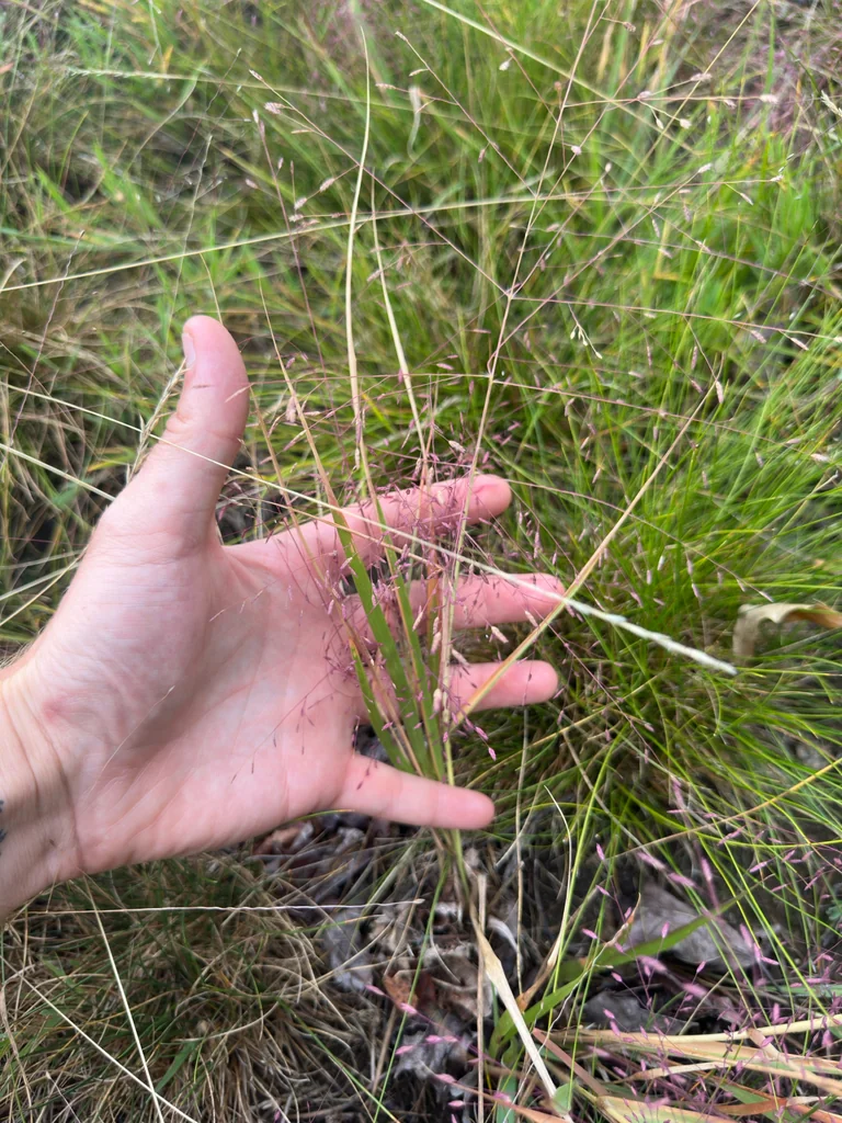 Eragrostis Spectabilis