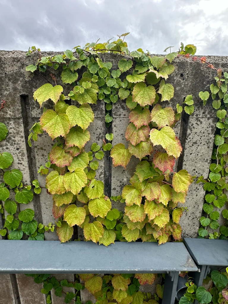 Parthenocissus Tricuspidata