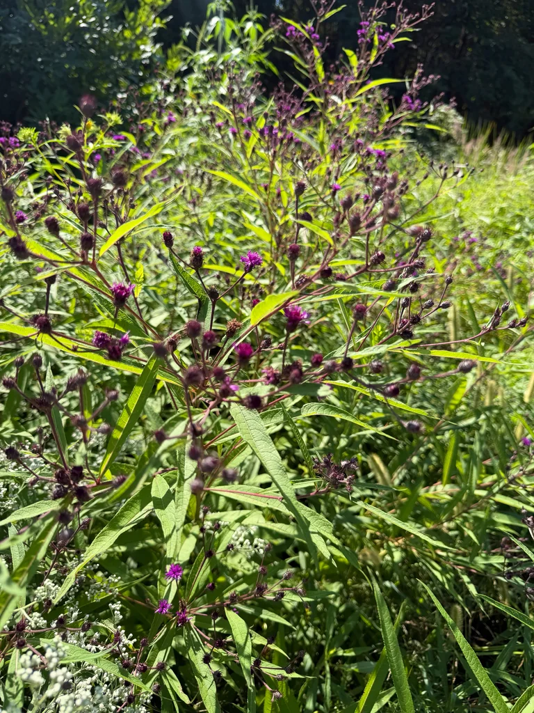 Vernonia Noveboracensis