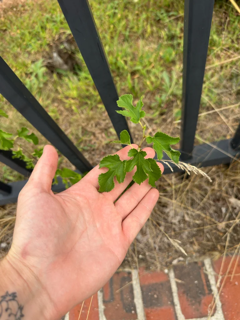 Morus Alba