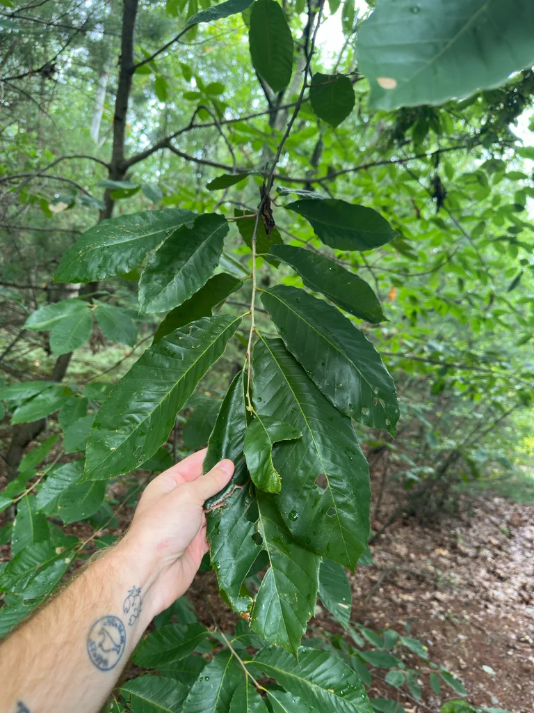 Castanea Mollissima