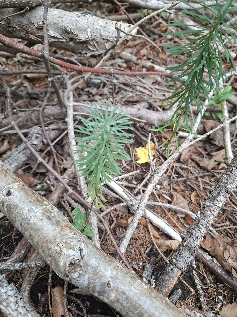 Euphorbia Cyparissias