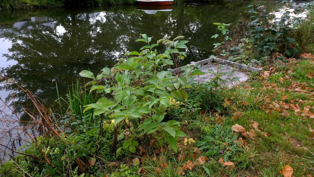 Juglans Regia