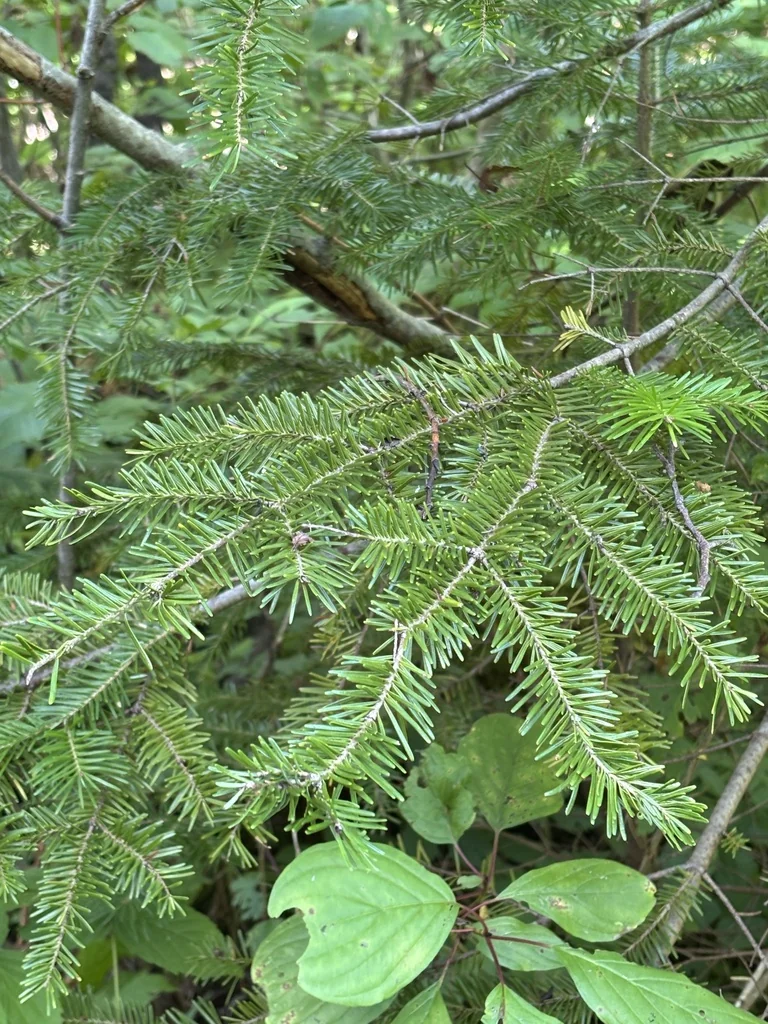 Abies Balsamea