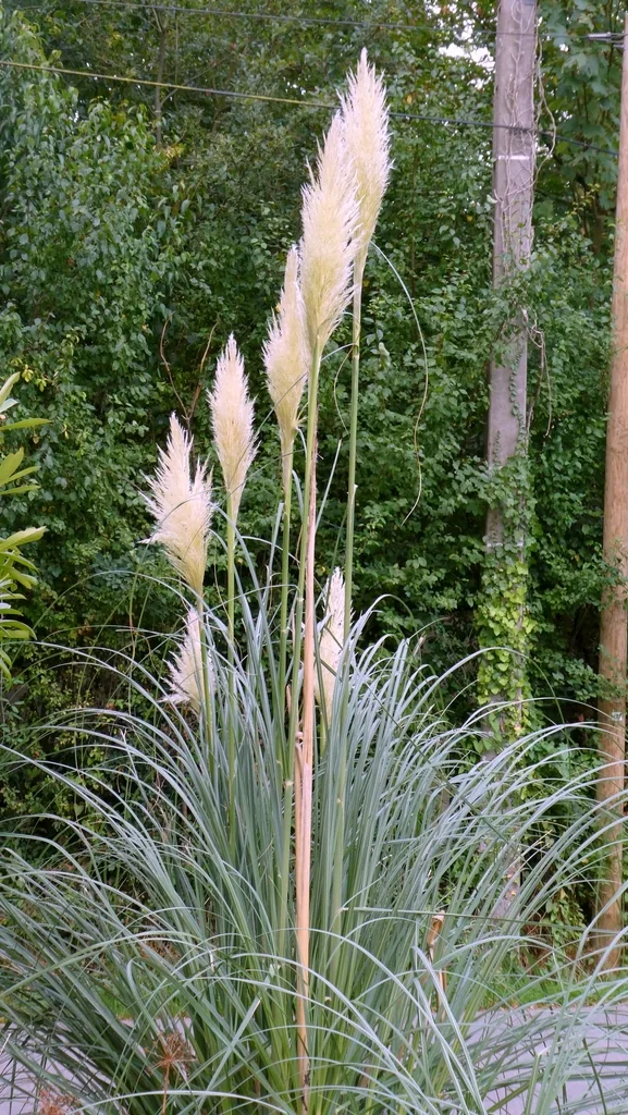 Cortaderia Selloana
