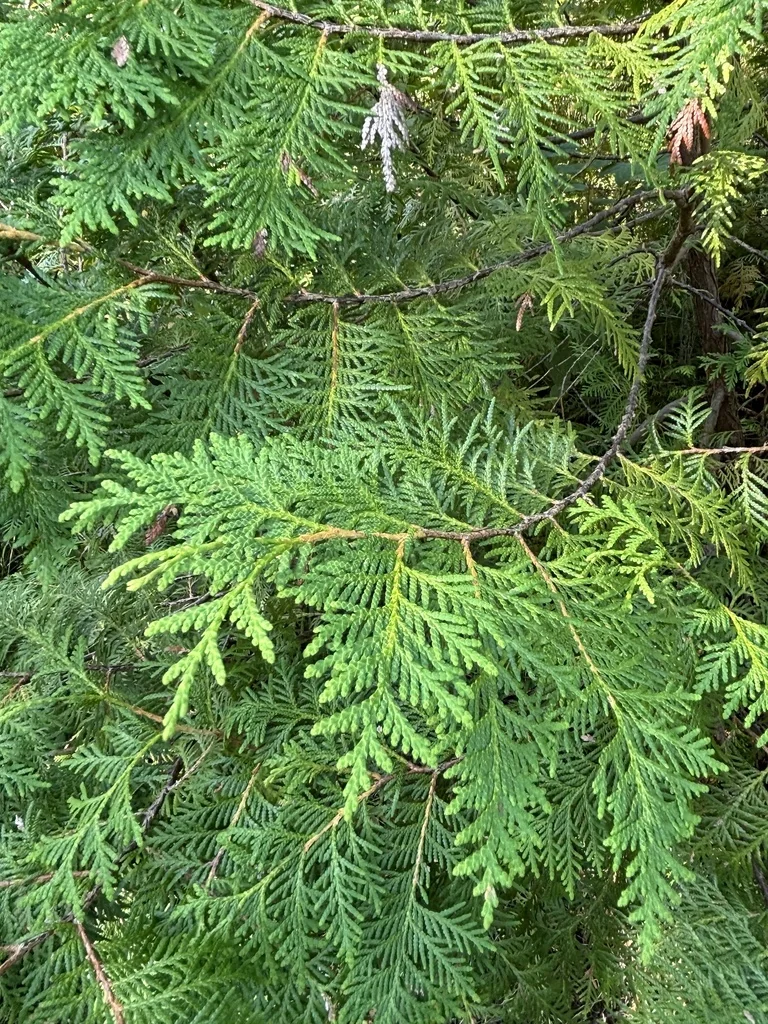Thuja occidentalis