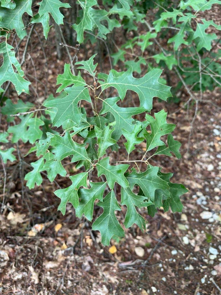 Quercus Ilicifolia