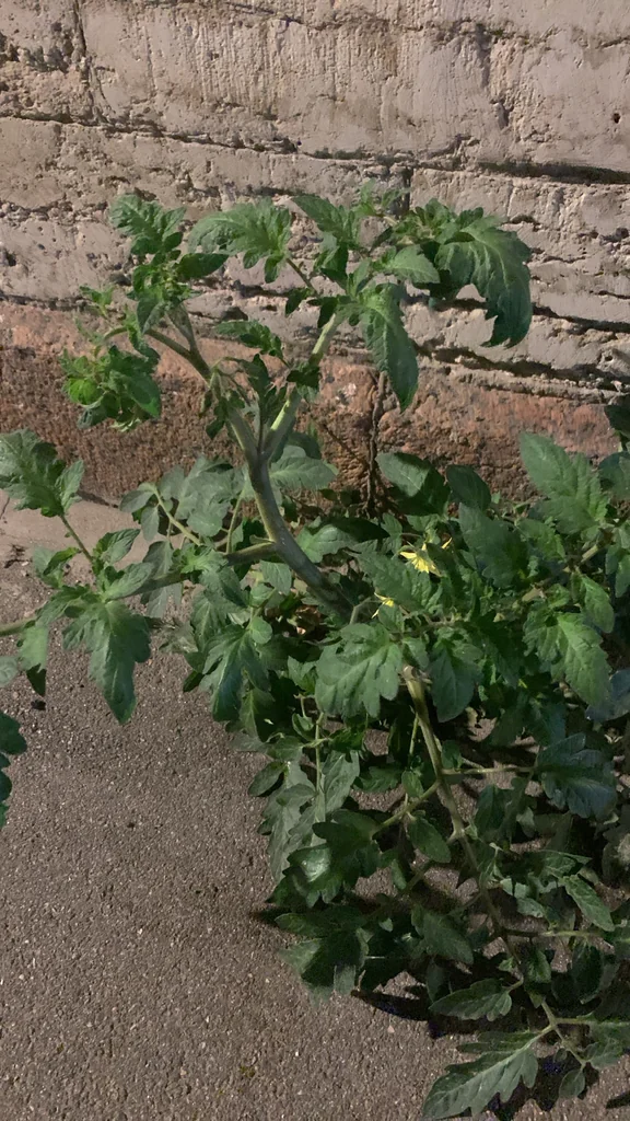 Solanum lycopersicum