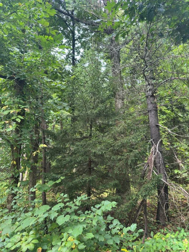 Picea Abies