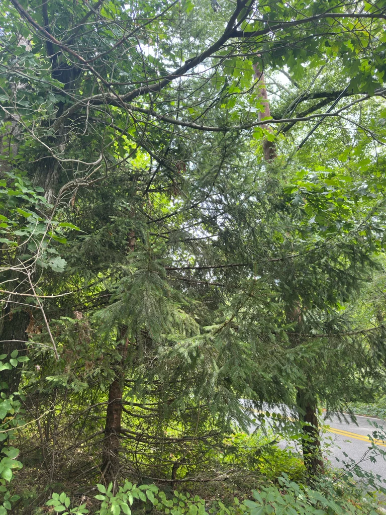 Picea Abies