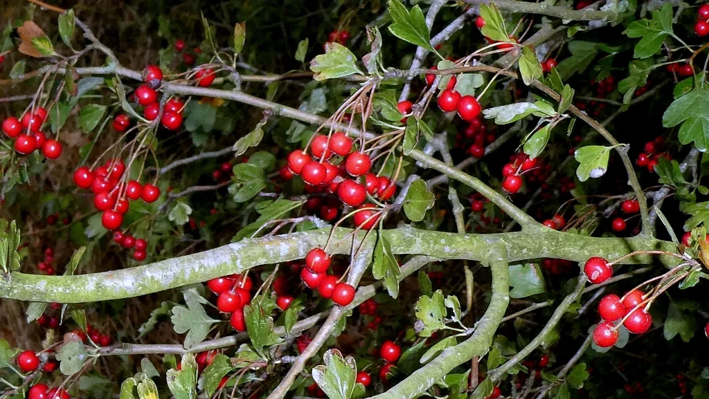 Crataegus Laevigata