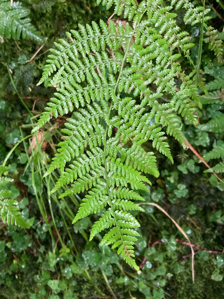 Athyrium filix-femina